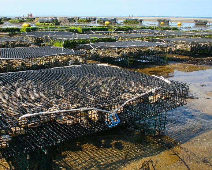Oyster farm on the beach with many large metal cages full of oysters